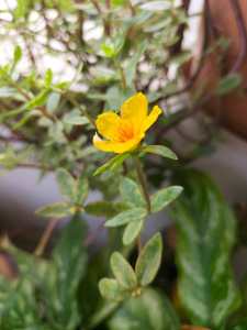 A litttle yellow flower surrounded by leaves